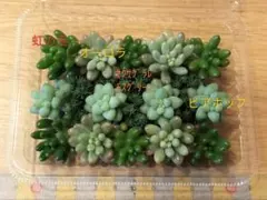 現品◎カット苗４種(オーロラ、虹の玉、クリームソーダ)　メルカリ便　匿名配送