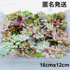 93 多肉植物　多肉弁当　詰め合わせ　寄せ植え　セット　韓国苗　カット苗　セダム