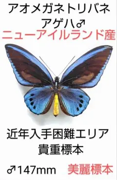 2026年最新】ミドリメガネトリバネアゲハの人気アイテム - メルカリ