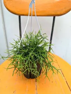 ☘観葉植物☘ホヤ リネアリス ㉖ 抜き苗 - メルカリ