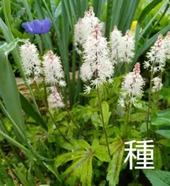 ikeike555様 リクエスト 2点 まとめ商品