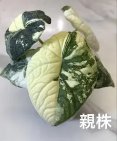 極上 アロカシア メロ オーレア アルボ Variegated alocasia melo - Etsy 日本