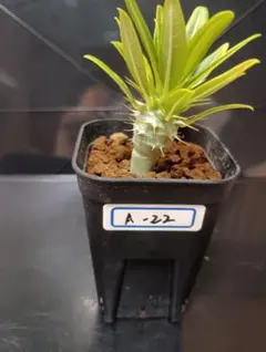 2026年最新】パキポディウム アンボンゲンセの人気アイテム - メルカリ