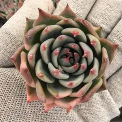 2026年最新】チワワエンシス錦の人気アイテム - メルカリ