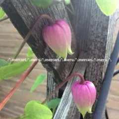 PICO様リクエスト♪2点まとめ種子✿這沢より＆エミリア・アメイジング～のセット