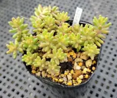 多肉植物　アルブムスプレンドレ&セダムセット　szk51 エケベリア・セダム