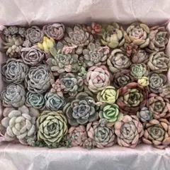 ④多肉植物＊寄せ植え詰め合わせ（大16×22cm箱）【カット苗】【メルカリ便】