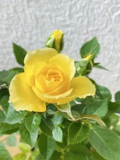 17黄色　四季咲き　ミニバラ苗　4株入り