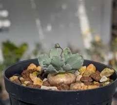 st様 リクエスト 2点 まとめ商品