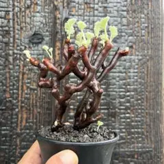 ボコボコ肌 センナ メリディオナリス （鉢付き) - メルカリ