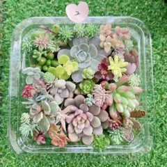 ☆多肉植物　セダムカット苗詰め合わせ②