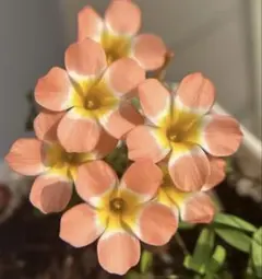 ななん様 リクエスト 2点 まとめ商品