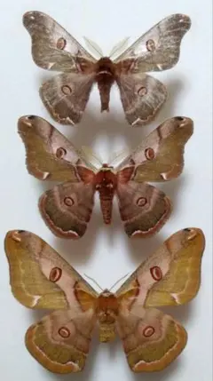 2025年最新】ヤママユ 昆虫標本の人気アイテム - メルカリ