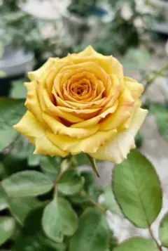 Natsuki's G様 リクエスト 2点 まとめ商品