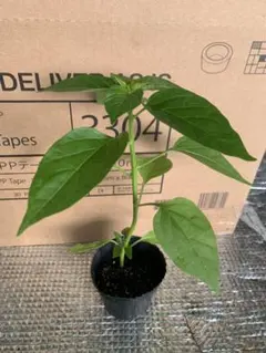 imoimo様専用商品　韓国唐辛子苗3つ