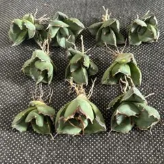 多肉植物アガベ チタノタ ジャガーノート 純血 小株 10株同梱 発根済のサムネイル
