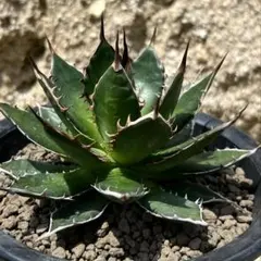 アガベ　ホリダ　ギルベイ　希少　活着済み アガベ ギルベイ Agave gilbeyi 20200630 | SPG 'for sale'