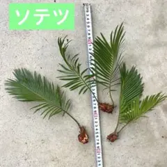 2026年最新】蘇鉄 子株の人気アイテム - メルカリ