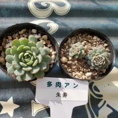 RUKIRUKI様 リクエスト 2点 まとめ商品