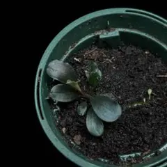 とっけび様 リクエスト 2点 まとめ商品