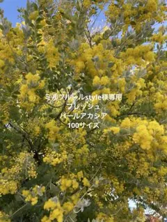 2026年最新】パールアカシアの人気アイテム - メルカリ