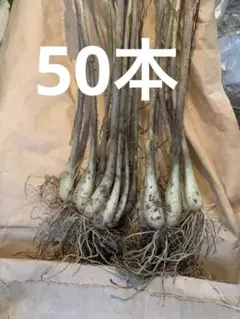 2026年最新】島らっきょう種の人気アイテム - メルカリ