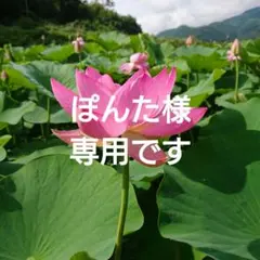 ぽんた様専用です☆