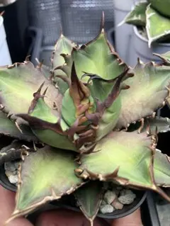 2026年最新】イラン株 アガベの人気アイテム - メルカリ