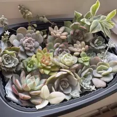 ◆エケベリア◆　多肉植物　セット