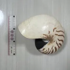 オウムガイ 貝殻 標本 置物