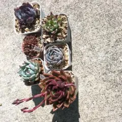 ゆうゆうメルカリ便 多肉植物 カット苗とセダム寄せ植えセット - メルカリ