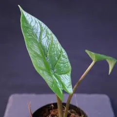アロカシア スカルプラム Alocasia scalprumのサムネイル
