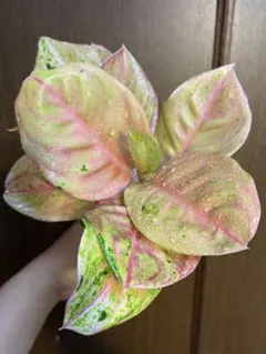 アグラオネマのサムネイル
