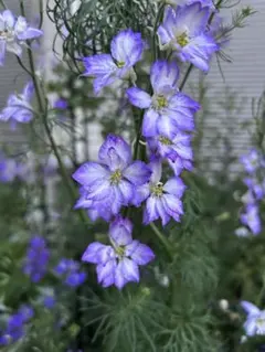 チドリソウ種⭐︎カンヌ　ブルーピコティ　50粒のサムネイル