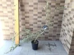 希少竹 蘇芳竹 すおうちくの鉢植え | Mercari