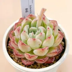 大人気 多肉植物 エケベリア 春霞(はるかすみ) 超美苗 レア種