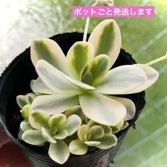 鏡花 メルカリ - 鏡花の人気アイテム 2026年最新】子持ち蓮華錦 子持ち蓮華錦 その他多肉植物