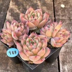 ピュア様 リクエスト 3点 まとめ商品