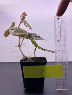 o*n様 月晃殿からの実生 大株 鉢植え メルカリ便送料込み 2025年最新】FO-076の人気アイテム - メルカリ