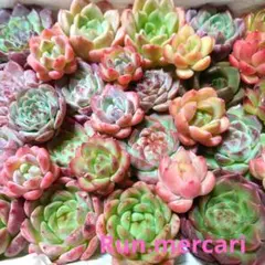 d94多肉植物エケベリア〈カット苗〉☆寄植えMIX☆