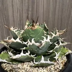 2026年最新】狂刺夕映の人気アイテム - メルカリ