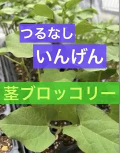 あ様 リクエスト 8点 まとめ商品