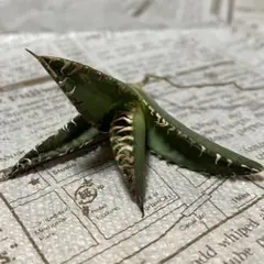 white11様 リクエスト 2点 まとめ商品