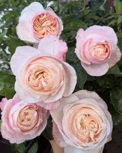 薔薇　バラ苗　開花中苗　DAローズ　挿木苗3年目　Charit* 薔薇 バラ苗 開花中苗 DAローズ 挿木苗3年目 Charit* - メルカリ