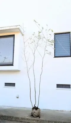 2025年最新】アオダモ 山採りの人気アイテム - メルカリ