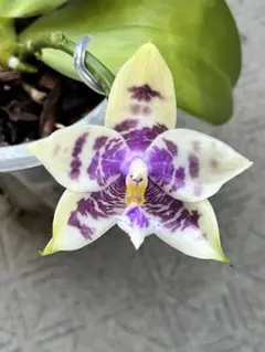 開花終了価格変更‼️】 胡蝶蘭原種 テトラピスコブラ'ウィルソン712