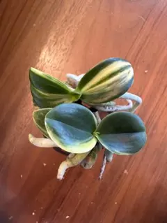 2026年最新】名護蘭 明丸の人気アイテム - メルカリ