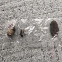 ドラゴンボール　超造形魂　ミスターポポ　フィギア