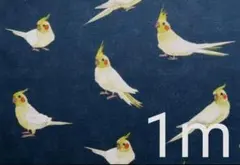 【ゆきちゃん限定】X159-8 オカメインコ×デニム リアル調 紺 布 1m