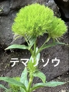 宿根草 テマリナデシコの苗①テマリソウのサムネイル
